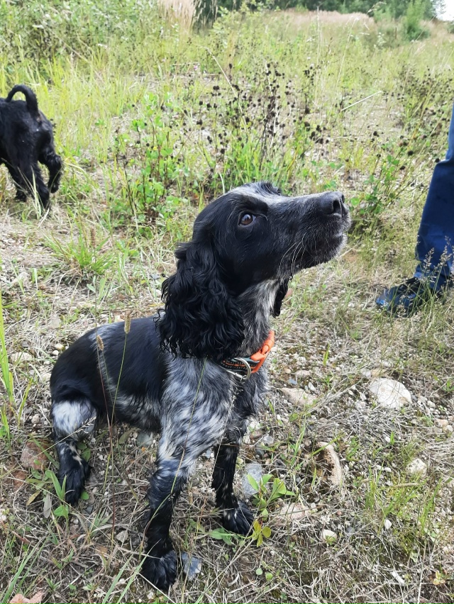 ПОТЕРЯЛАСЬ СОБАКА. РУССКИЙ ОХОТНИЧИЙ СПАНИЭЛЬ.ПО КЛИЧ?...