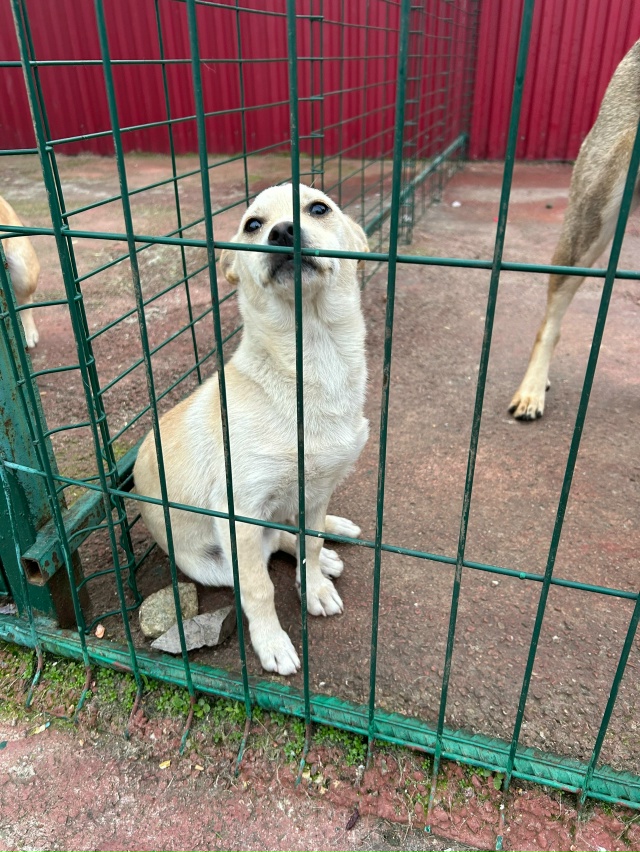 Эта собачка испытала предательство😭😢 ее бросили и е?...