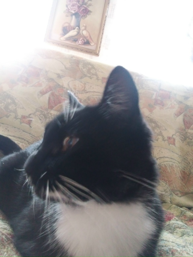 Пушинка ฅ( •ω•)ฅ