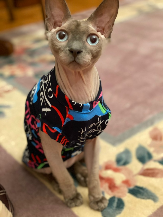 Сегодня Бесику 7 лет 😸🐾🐈🎊🎂. Добрая , умная , харизм?...