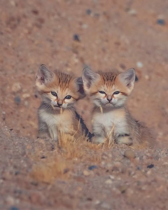 В пустыне сфотографировали диких барханных кошек: они живут в засушливом климате, похожи на лисиц-фе