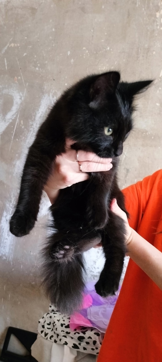 Ваши вопросы.
1⃣ Найден на детской площадке ул.победа 9...