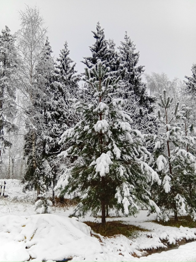 Вот и зима постучалась..