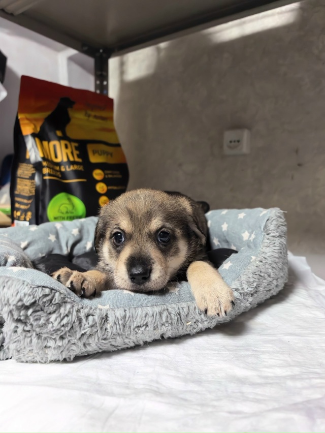 Очаровательная трогательная малышка ищет дом.
Щенок, ?...