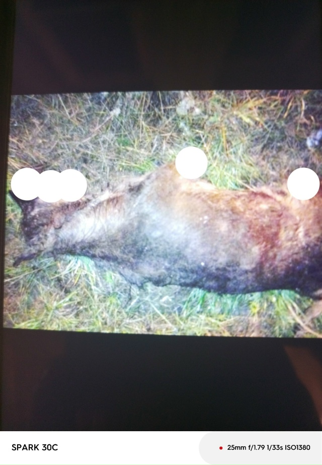 Что за ублюдки 😡 издевались над собакой. Все лапы отру...