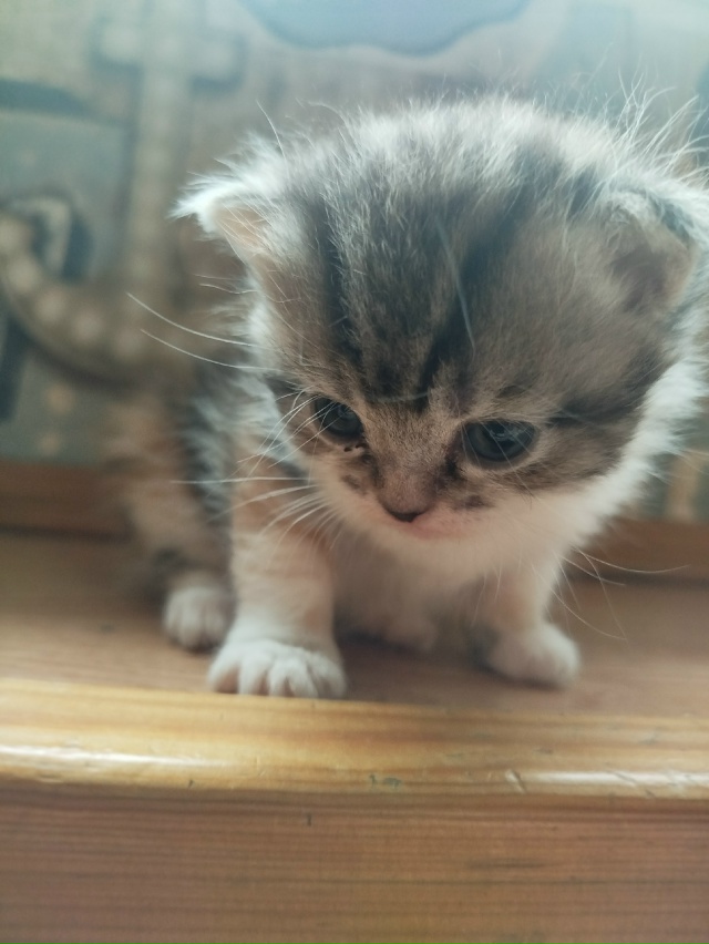 Отдам котенка девочка ей месяц