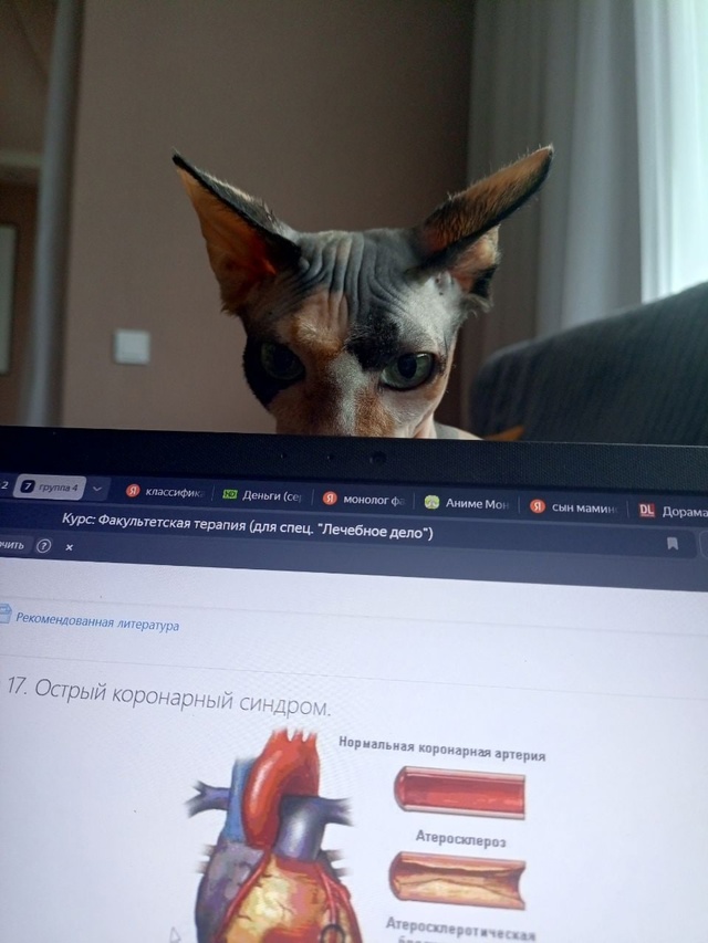 Наш первый пост)
Зайка, 6 лет, появилась почти год назад,...