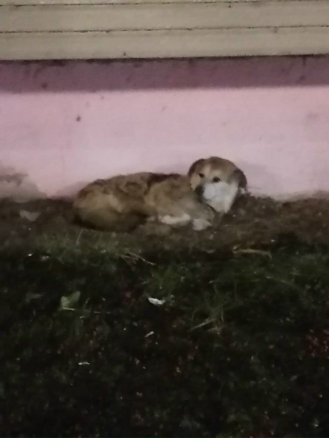 Шла домой с ребёнком, увидели бедную собачку мокнет по?...