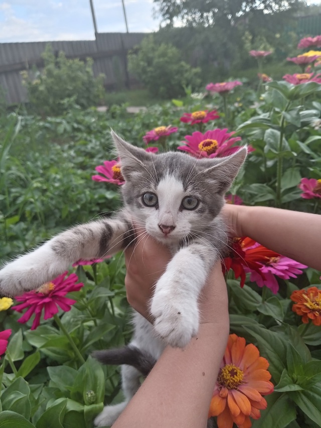 Отдам котят в добрые руки.