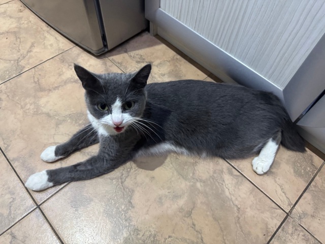 Добрый день.
Найдена кошка. Примерно 2 года, короткий х?...