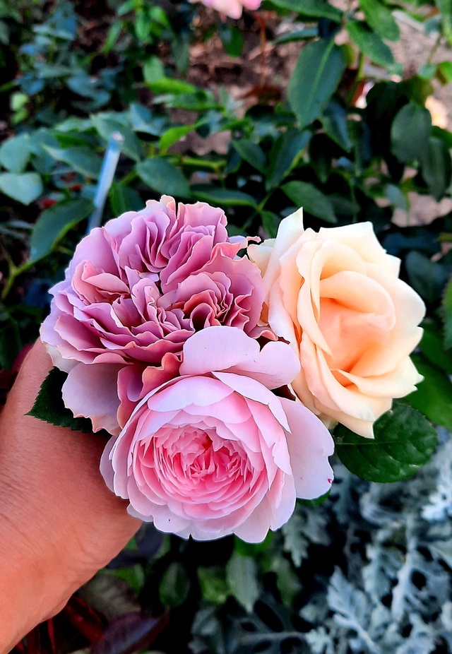 🌹 Юлькины Розы – вдохновение, выращенное с любовью 🌹...