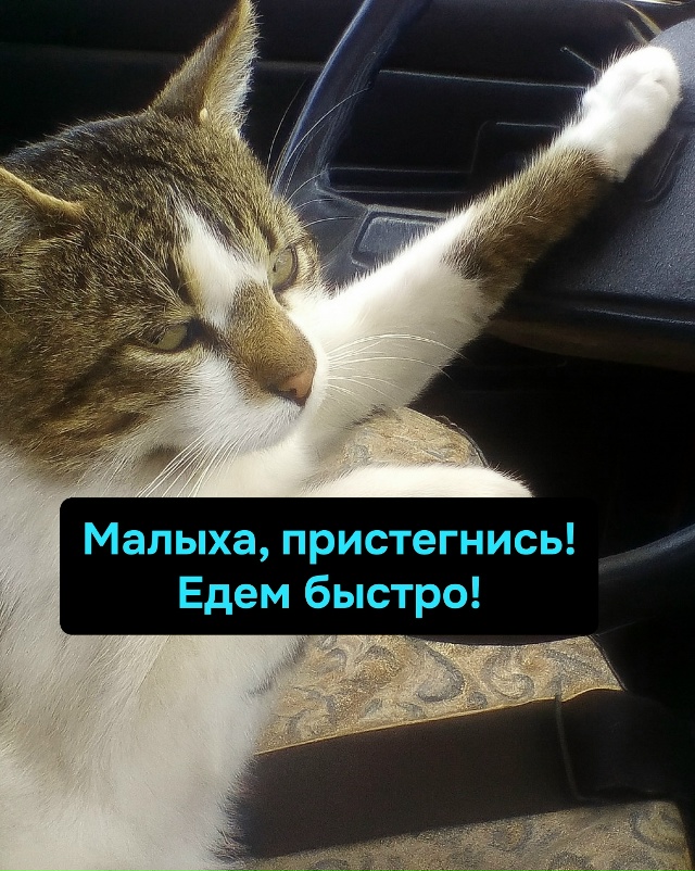 Когда кукуха уезжает, лучше, если она уезжает не одна, а...