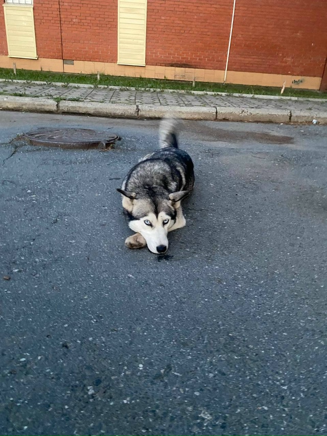 Была замечена собака,бежала от азина до завьялова,поко...