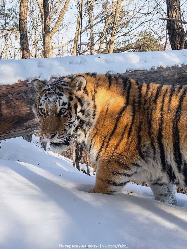 Aмypcкиe тигpы пoпaли в фoтoлoвyшкy