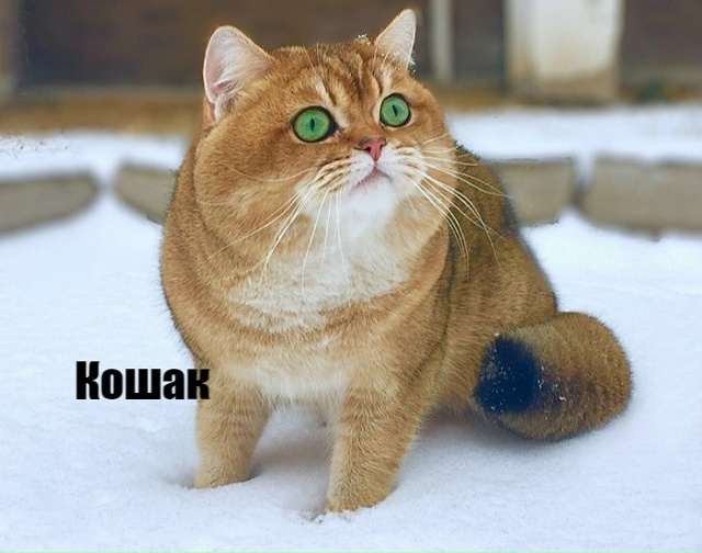 Какие они все-таки разные, но такие любимые?