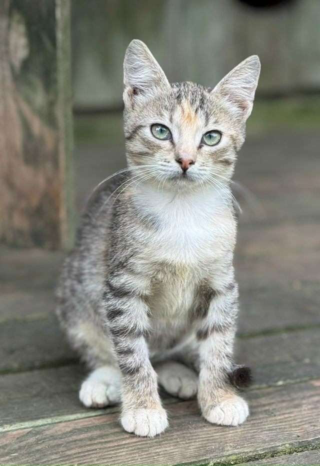 🔴🔵🟠КОТЯТА, которым нужен ДОМ🟢🟣🟡
КЛЁПА, мальчик, ...