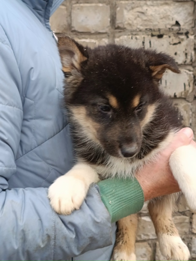 Мальчики в добрые руки. Выживают на улице.
Привезём
+791...