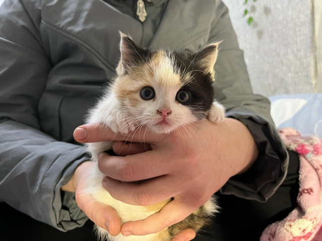 В добрые руки котёнка (девочка) отдам , от кошки крысоло...