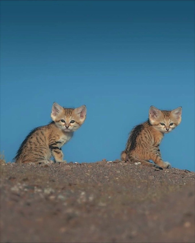 В пустыне сфоткали диких песчаных котеек — барханные ?...