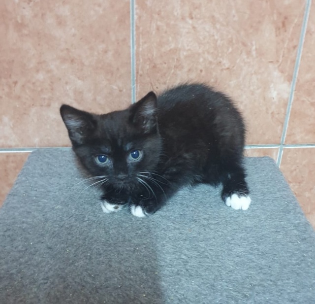 КОТЯТА- девочки ЖДУТ СВОИХ ХОЗЯЕВ❣️
Я чернышка, я малы...