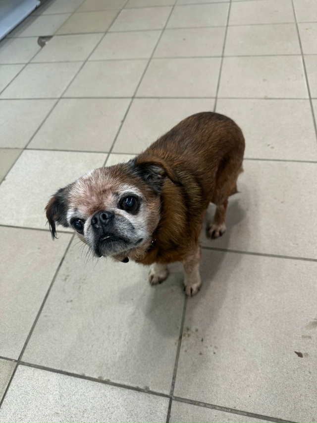 В магазин Дикси по адресу Санкт-Петербург, Петергоф, бу...