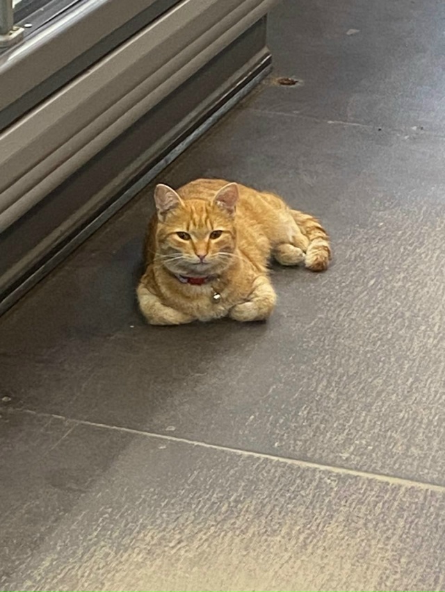 Пропал котик пять дней назад в районе ул. Ферина был в с...