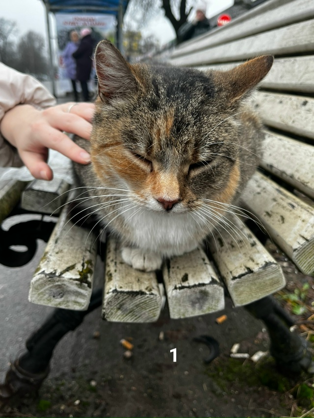 #ПотерялиНашлиПомогите
1 На вокзале кошечка мерзнет.К...