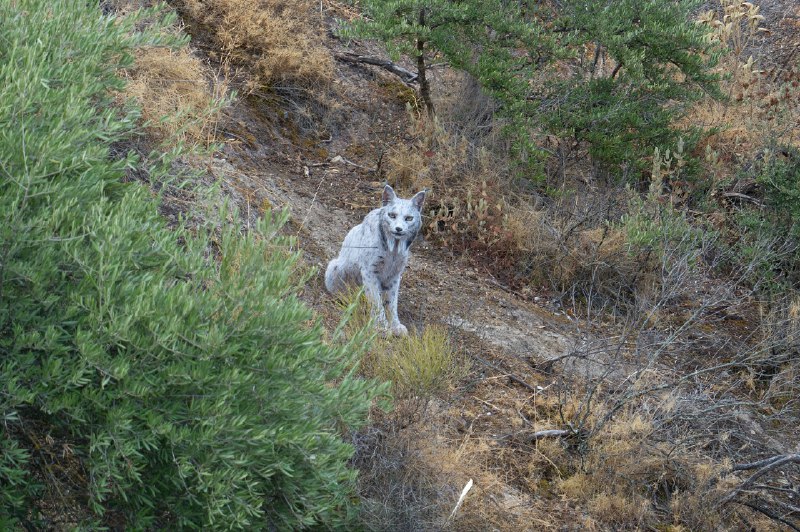 ❗️Испанский фотограф впервые в истории снял белую рысь
У кошки редкий генетический феномен — лейциз