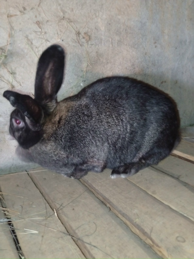 Продам двух крольчих и крола колифорнейской породы и ш...