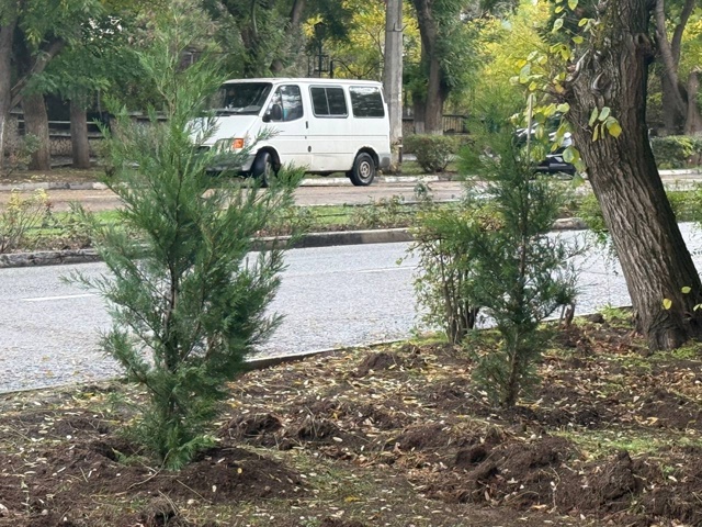 ?Продолжается осенний этап озеленения города.
На дан...