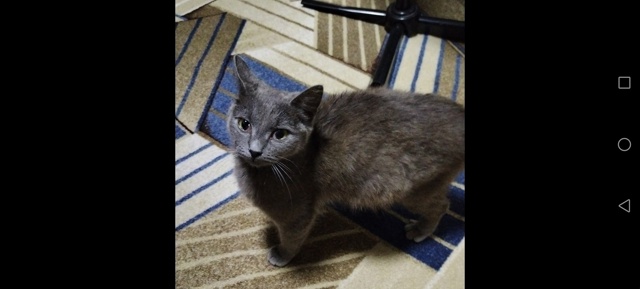 В добрые руки кошечки, все стерилизованны и обработаны...