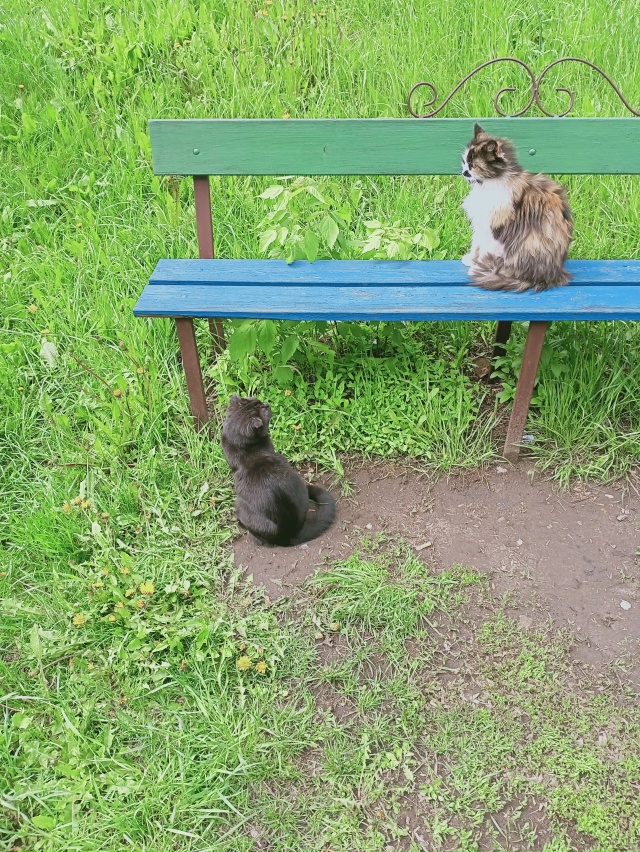 От 18 дома в г1 пропала кошка разношёрстная отзывается н...