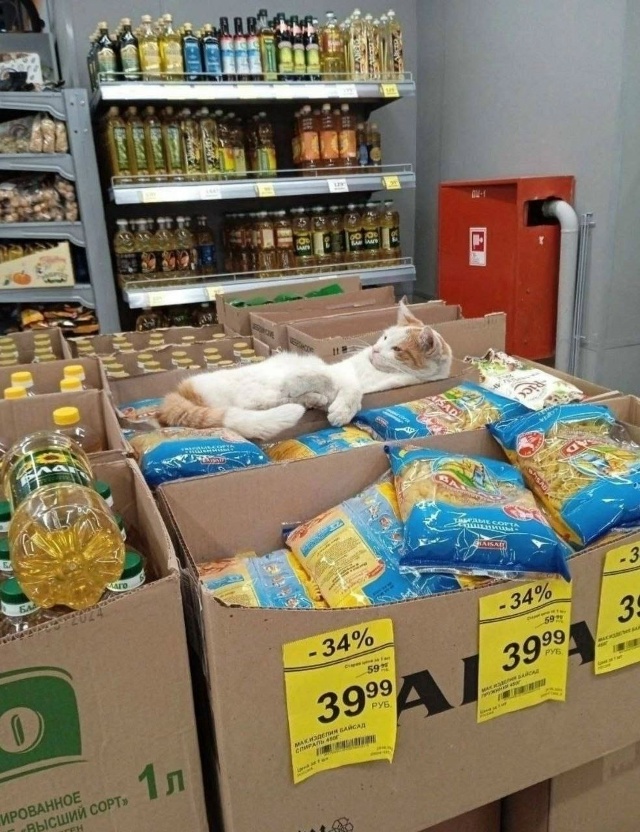 Симпатичный оxpанник, следящий за ценными товарами в пе...