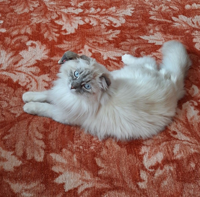 ВОЗНАГРАЖДЕНИЕ!
Пропала кошка в частном секторе по ул. ...