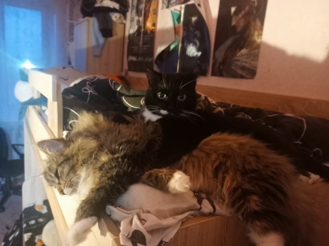 жирный кот придавил другого жирного кота проблема мир?...