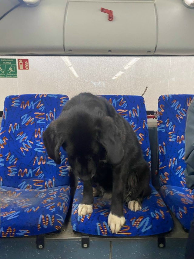 Всем добрый день
Девушка села в центре, этот пес уже си...