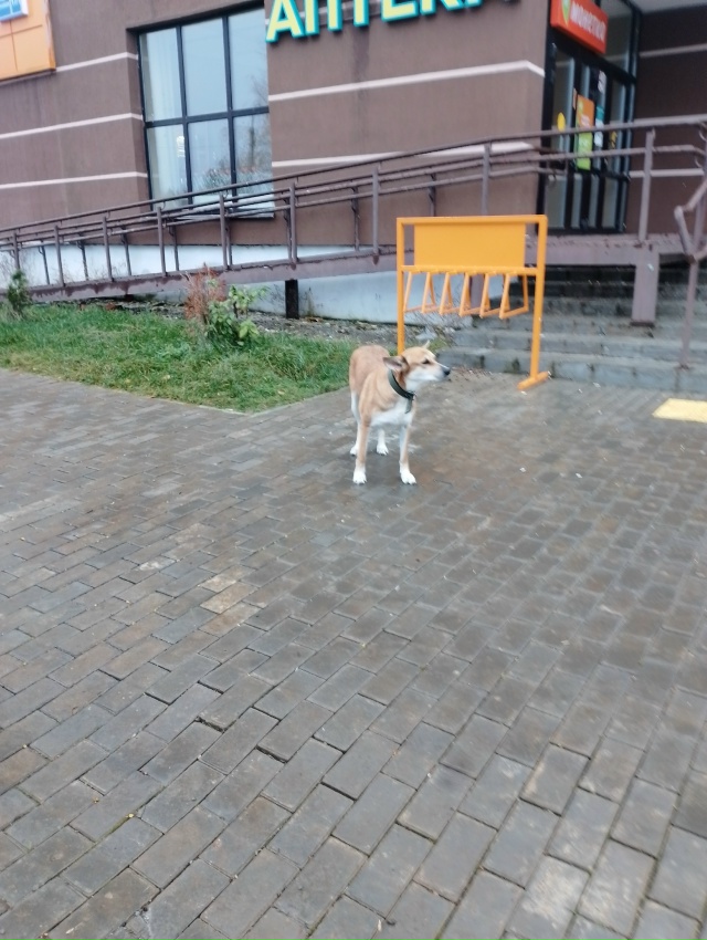 Может потеряшка? Чья? Завокзальный район, Сосновая 17/1.