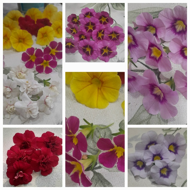 Предлагаю выращенные с любовью садовые вегетативные ц...