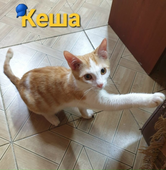Котёнок КЕША ждёт любящую семью❣️
️😻 Добрый, ласков?...