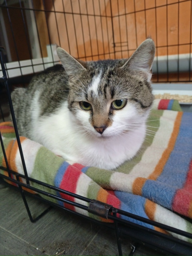 Котик с ОЗОНа ждёт своих новых владельцев, приходите з?...