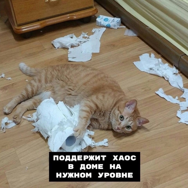 8 плюcoв, кoгдa y тeбя ecть кoт