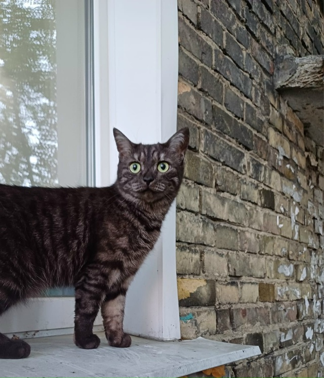 Пропала кошка в районе Пионерской 3, все, кто её видел о?...