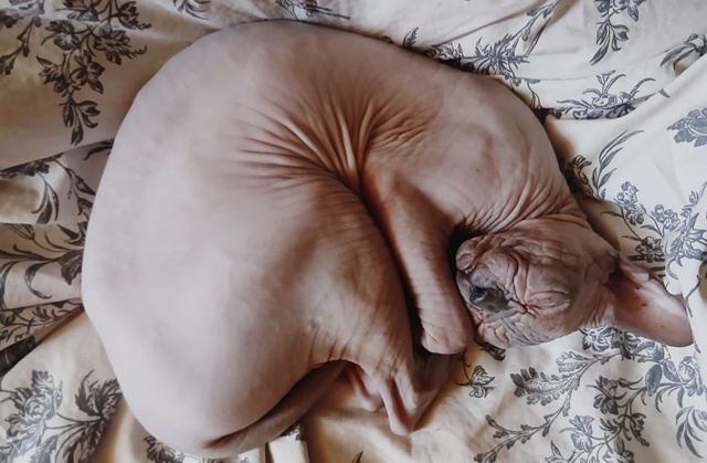 Наша всратая Сарделя. Псих, швыряющий всё. Устала после...