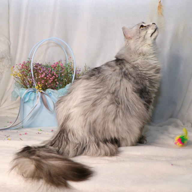 Витас⭐️шикарный крупный кот с наикрасивейшей шевелю?...