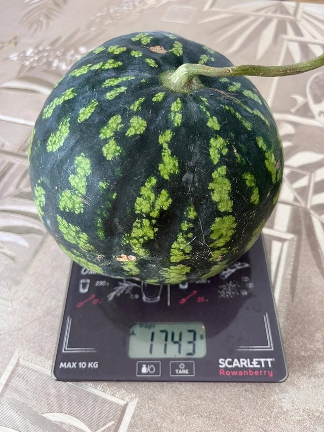 🍉 Пермяки показали первый в этом сезоне арбуз, которы?...