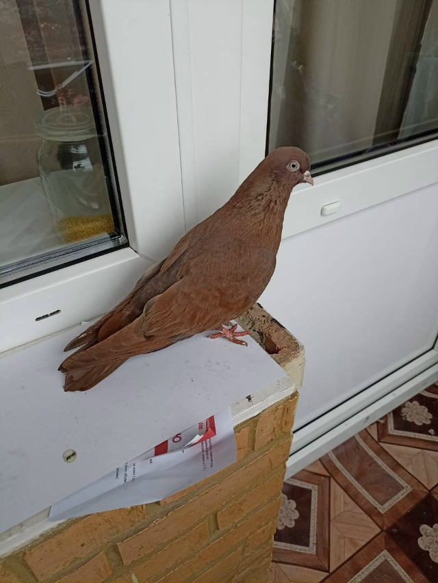 Ищем хозяина голубя или голубятни!!!
Голубь был обнаруж...