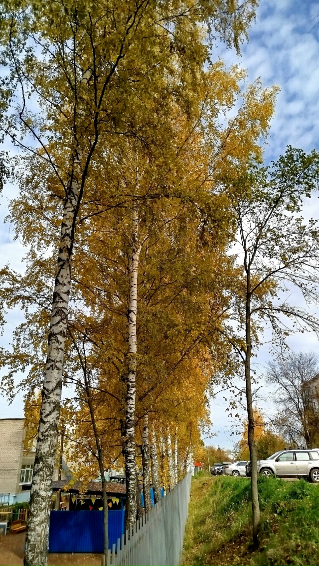 В городских дворах🍂🍁🍂
Автор: Светлана Льдокова