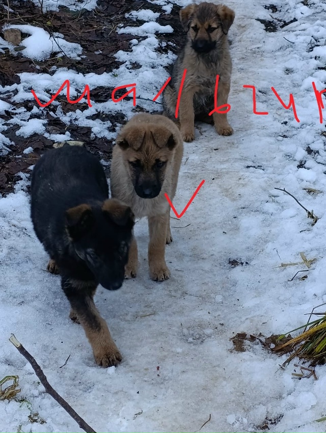 Окуловка. Ищем дом малышам,привезем,
звоните Татьяна, 8...