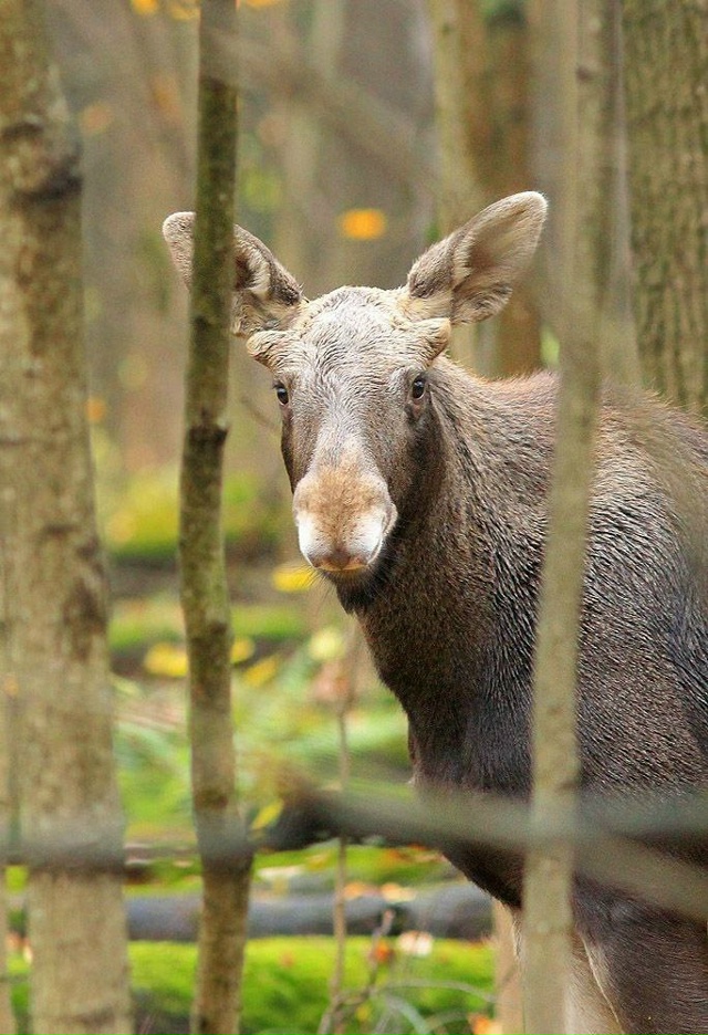 Подборка фотографий из Лосиного острова от Михаила Кр?...
