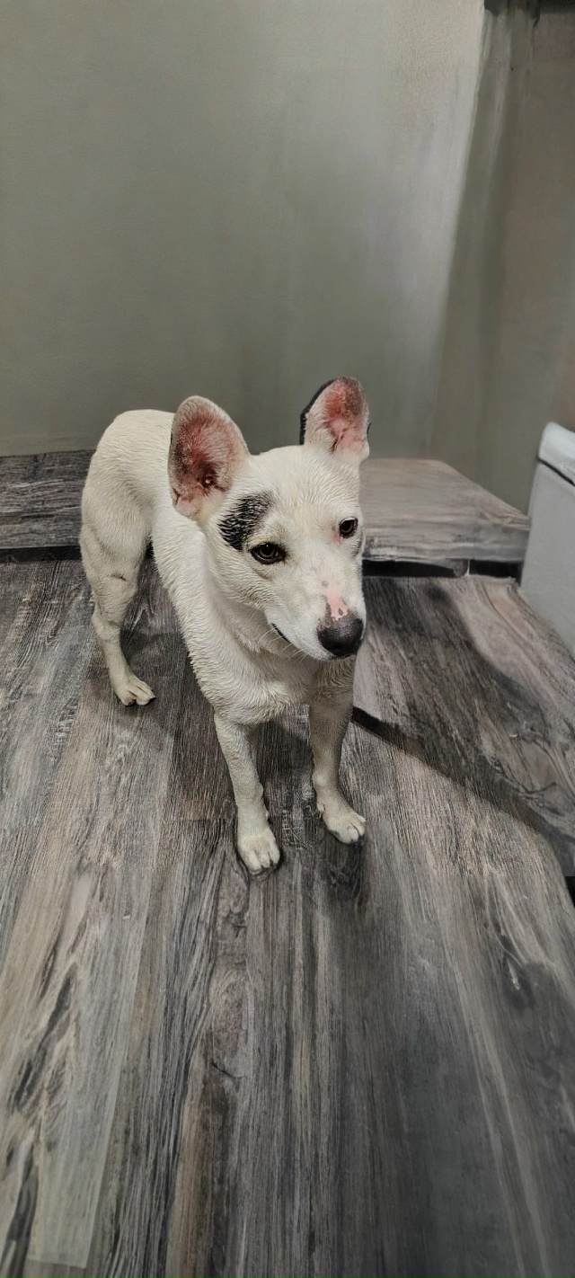 Чья потеряшка, кабель, с ошейником!? Писать в лс